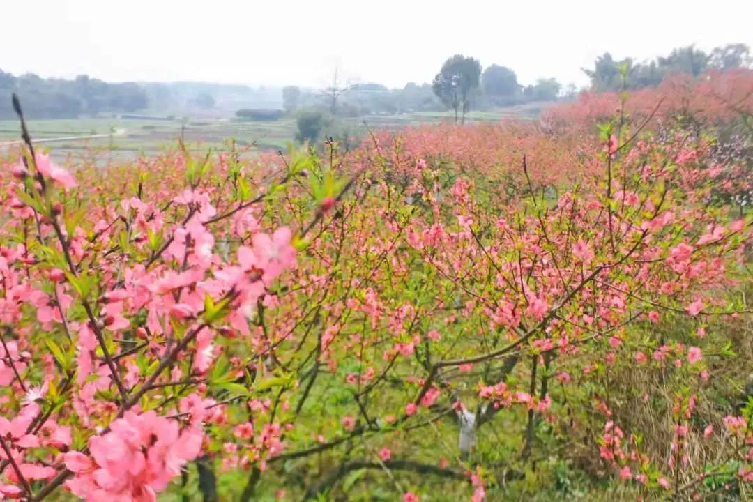 收藏!泸县踏青赏花地图出炉,赶紧约起!(图20) 10.jpg