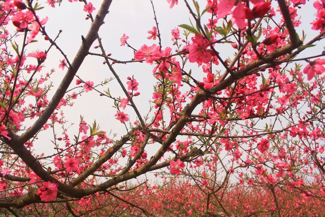 收藏!泸县踏青赏花地图出炉,赶紧约起!(图21) 11.jpg