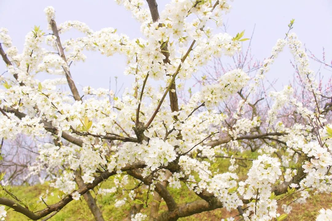 收藏!泸县踏青赏花地图出炉,赶紧约起!(图22) 收藏!泸县踏青赏花地图出炉,赶紧约起!(图22)