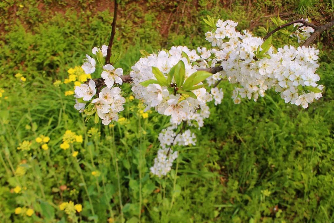 收藏!泸县踏青赏花地图出炉,赶紧约起!(图23) 收藏!泸县踏青赏花地图出炉,赶紧约起!(图23)