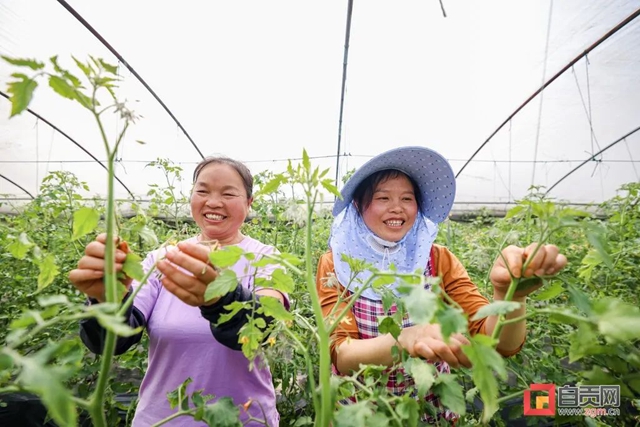 啥？自贡蔬菜摆上了北方人的餐桌！(图2)