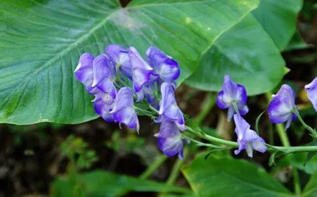 泸州大姐误服毒药，全身僵硬麻木……(图3)