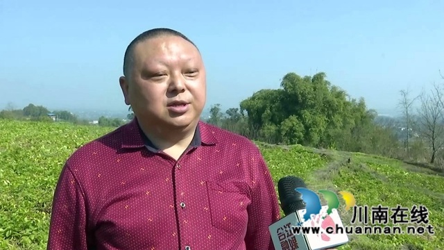 合江:亩产近5000斤,免耕马铃薯喜迎丰收(图7) 合江:亩产近5000斤,免耕马铃薯喜迎丰收(图7)