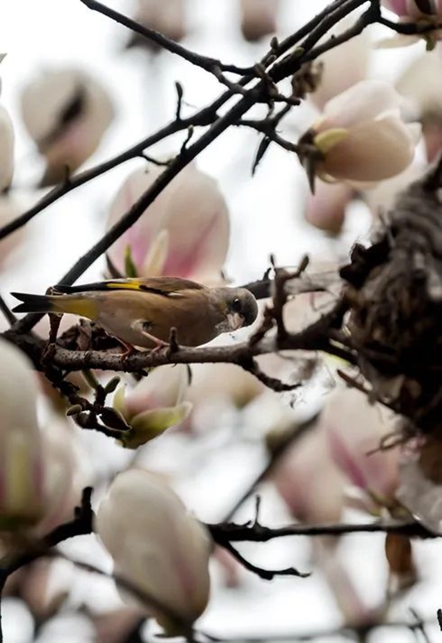 春至叙永花弄色,请查收这份春日赏花攻略!(图6) 春至叙永花弄色,请查收这份春日赏花攻略!(图6)