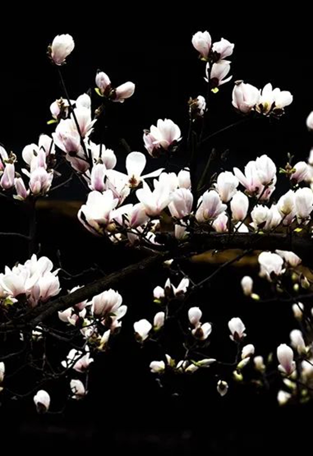 春至叙永花弄色,请查收这份春日赏花攻略!(图5) 春至叙永花弄色,请查收这份春日赏花攻略!(图5)