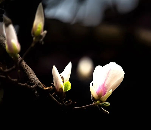 春至叙永花弄色,请查收这份春日赏花攻略!(图1) 春至叙永花弄色,请查收这份春日赏花攻略!(图1)