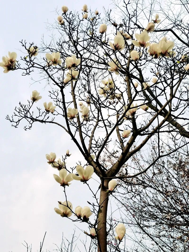 春至叙永花弄色,请查收这份春日赏花攻略!(图2) 春至叙永花弄色,请查收这份春日赏花攻略!(图2)