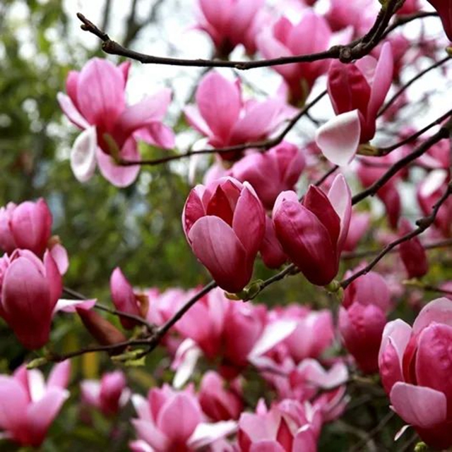 春至叙永花弄色,请查收这份春日赏花攻略!(图14) 春至叙永花弄色,请查收这份春日赏花攻略!(图14)