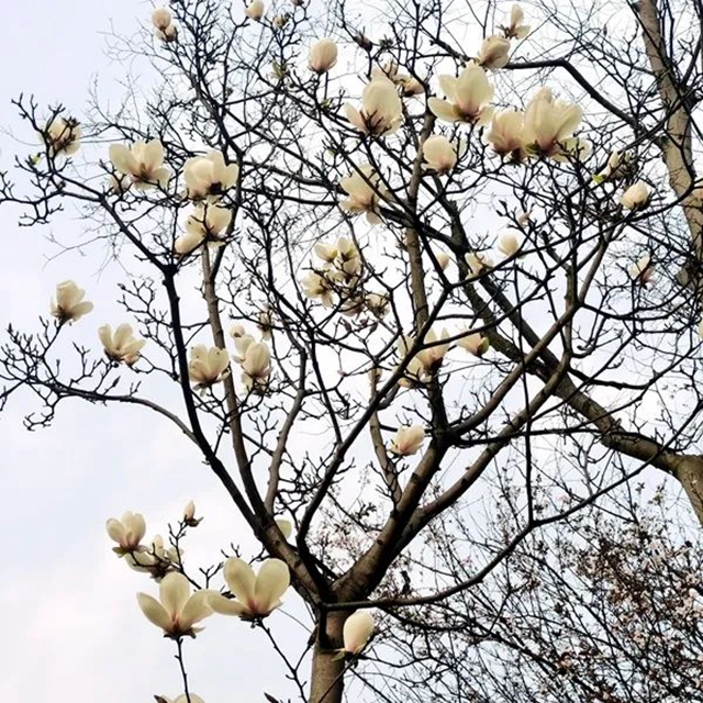春至叙永花弄色,请查收这份春日赏花攻略!(图11) 春至叙永花弄色,请查收这份春日赏花攻略!(图11)