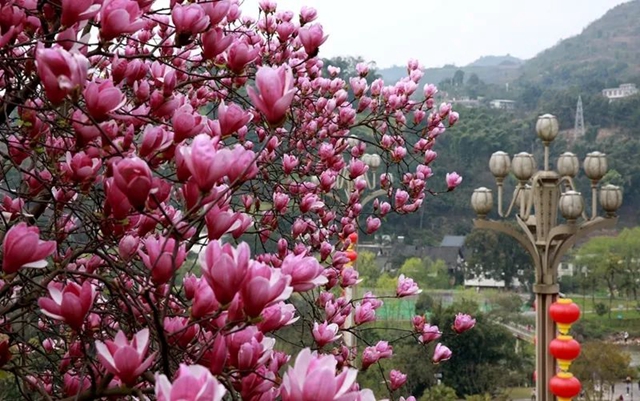 春至叙永花弄色,请查收这份春日赏花攻略!(图13) 春至叙永花弄色,请查收这份春日赏花攻略!(图13)