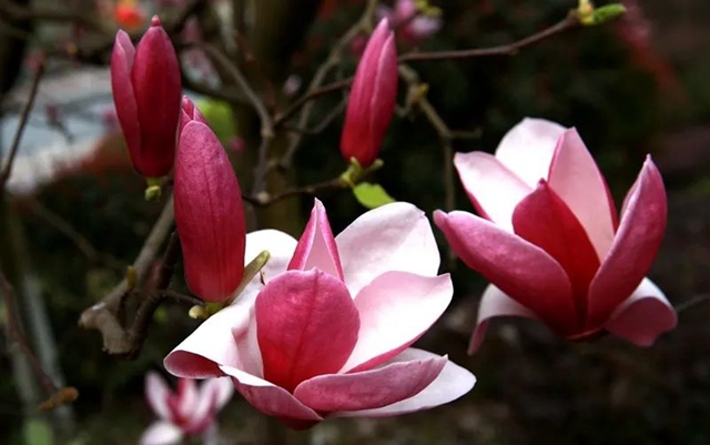 春至叙永花弄色,请查收这份春日赏花攻略!(图12) 春至叙永花弄色,请查收这份春日赏花攻略!(图12)