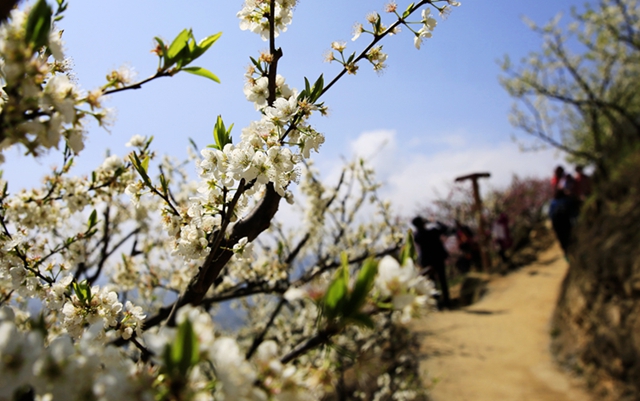 春至叙永花弄色,请查收这份春日赏花攻略!(图17) 春至叙永花弄色,请查收这份春日赏花攻略!(图17)