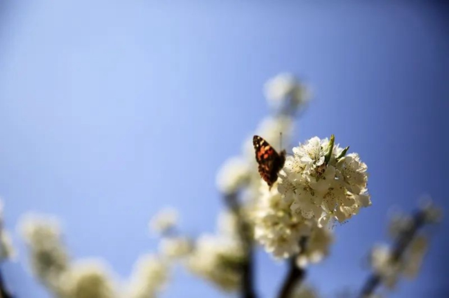春至叙永花弄色,请查收这份春日赏花攻略!(图16) 春至叙永花弄色,请查收这份春日赏花攻略!(图16)