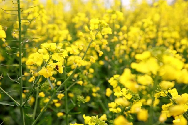 春至叙永花弄色,请查收这份春日赏花攻略!(图19) 春至叙永花弄色,请查收这份春日赏花攻略!(图19)