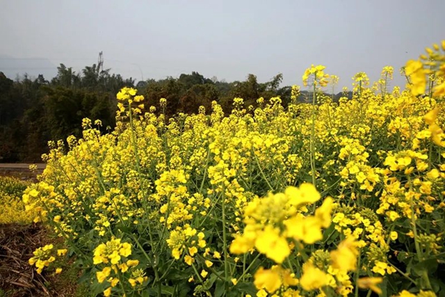 春至叙永花弄色,请查收这份春日赏花攻略!(图20) 春至叙永花弄色,请查收这份春日赏花攻略!(图20)