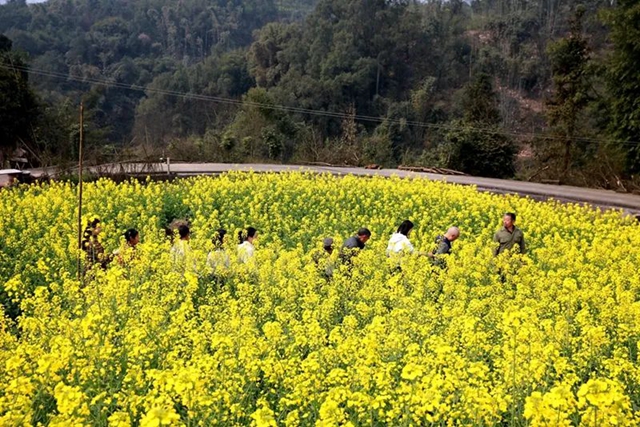 春至叙永花弄色,请查收这份春日赏花攻略!(图21) 春至叙永花弄色,请查收这份春日赏花攻略!(图21)