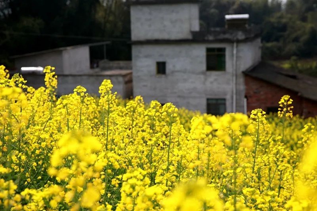 春至叙永花弄色,请查收这份春日赏花攻略!(图22) 春至叙永花弄色,请查收这份春日赏花攻略!(图22)