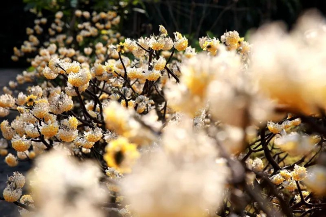 春至叙永花弄色,请查收这份春日赏花攻略!(图26) 春至叙永花弄色,请查收这份春日赏花攻略!(图26)