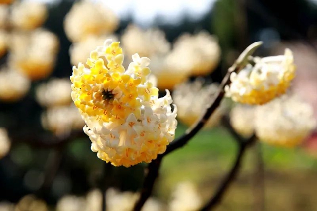 春至叙永花弄色,请查收这份春日赏花攻略!(图27) 春至叙永花弄色,请查收这份春日赏花攻略!(图27)