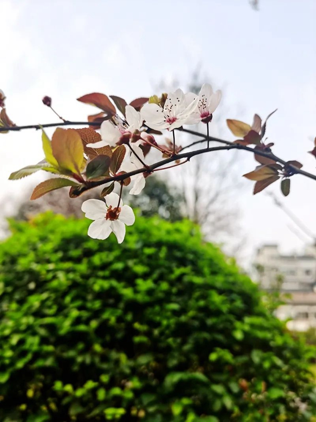春至叙永花弄色,请查收这份春日赏花攻略!(图23) 春至叙永花弄色,请查收这份春日赏花攻略!(图23)