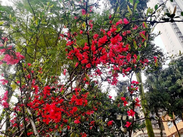 春至叙永花弄色,请查收这份春日赏花攻略!(图24) 春至叙永花弄色,请查收这份春日赏花攻略!(图24)
