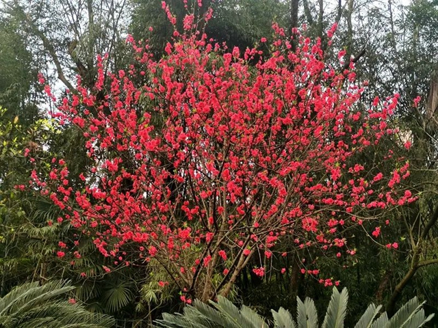 春至叙永花弄色,请查收这份春日赏花攻略!(图25) 春至叙永花弄色,请查收这份春日赏花攻略!(图25)