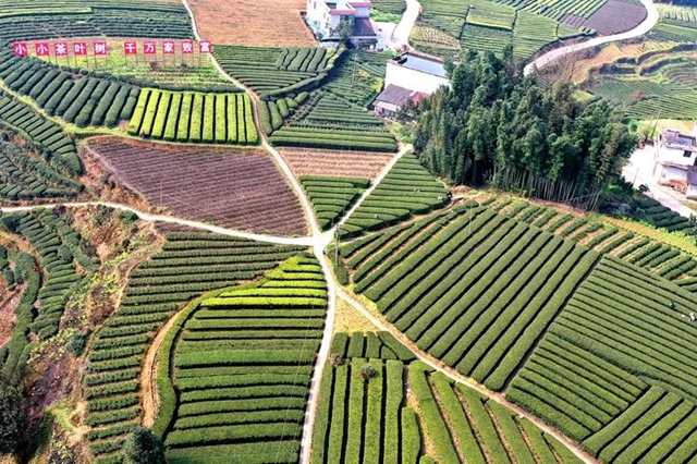 以案说法 | 被电信诈骗的钱哪去了？这个团伙告诉你答案！