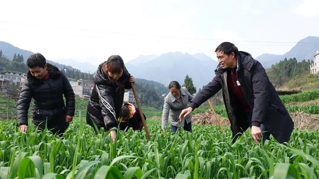 古蔺:小麦孕穗期 田间管理正当时(图1) 古蔺:小麦孕穗期 田间管理正当时(图1)