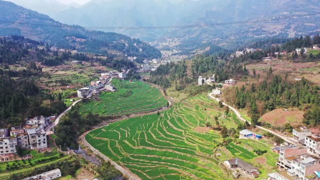 古蔺:小麦孕穗期 田间管理正当时(图4) 古蔺:小麦孕穗期 田间管理正当时(图4)