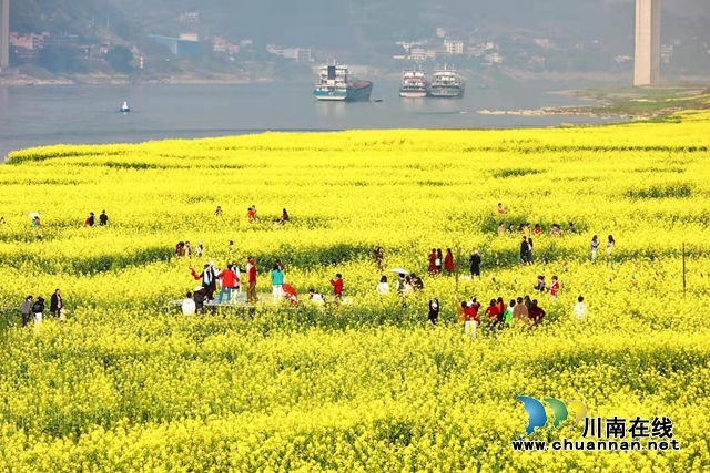合江:妇女节绽放了春天的油菜花!(图2) 合江:妇女节绽放了春天的油菜花!(图2)
