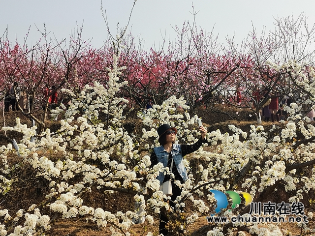 赏花何须远行,世兰香最仙境!泸县兆雅镇桃红李白让人流连忘返(图6) 赏花何须远行,世兰香最仙境!泸县兆雅镇桃红李白让人流连忘返(图6)