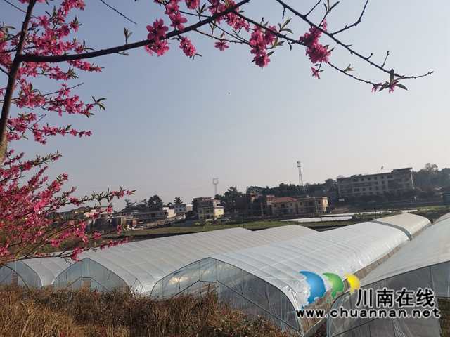 赏花何须远行,世兰香最仙境!泸县兆雅镇桃红李白让人流连忘返(图9) 赏花何须远行,世兰香最仙境!泸县兆雅镇桃红李白让人流连忘返(图9)