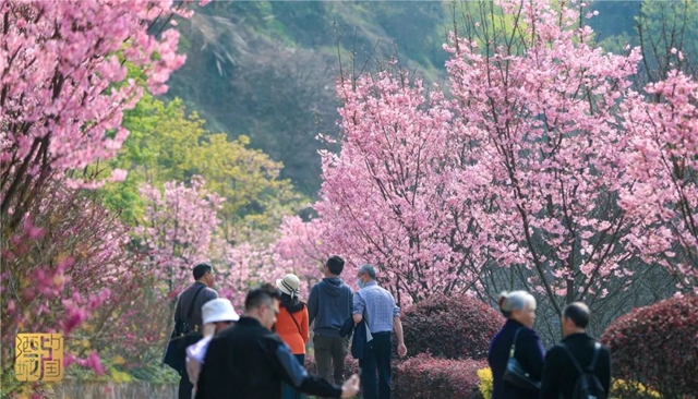 直冲30℃!五彩斑斓的泸州,爱了!(图3) 直冲30℃!五彩斑斓的泸州,爱了!(图3)