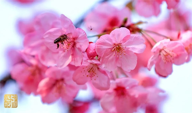 直冲30℃!五彩斑斓的泸州,爱了!(图6) 直冲30℃!五彩斑斓的泸州,爱了!(图6)