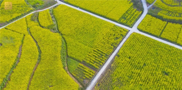 直冲30℃!五彩斑斓的泸州,爱了!(图10) 直冲30℃!五彩斑斓的泸州,爱了!(图10)