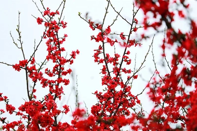 直冲30℃!五彩斑斓的泸州,爱了!(图21) 直冲30℃!五彩斑斓的泸州,爱了!(图21)