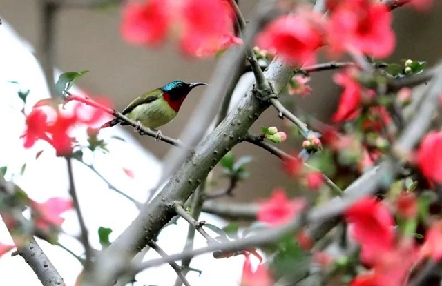 直冲30℃!五彩斑斓的泸州,爱了!(图22) 直冲30℃!五彩斑斓的泸州,爱了!(图22)