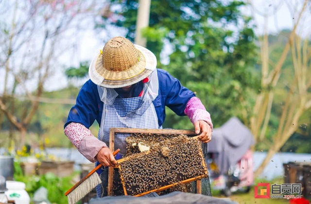 最近，“甜蜜蜜”的自贡引来不少特殊的客人！(图3)