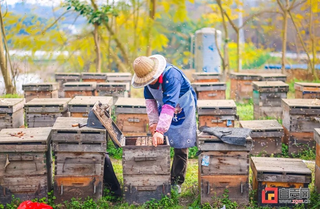 最近，“甜蜜蜜”的自贡引来不少特殊的客人！(图2)