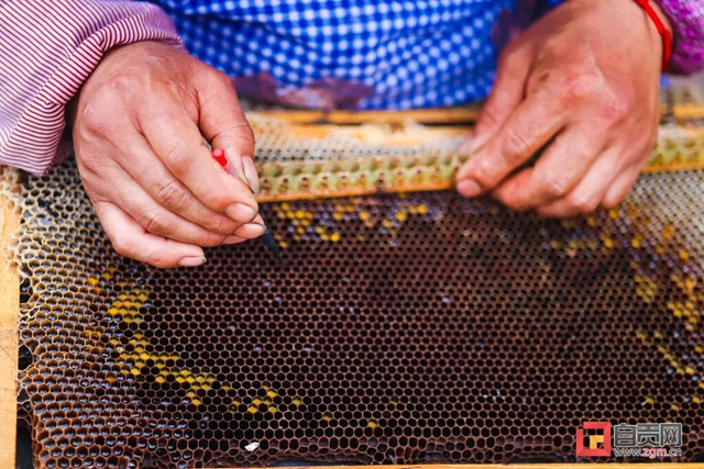 最近，“甜蜜蜜”的自贡引来不少特殊的客人！(图6)