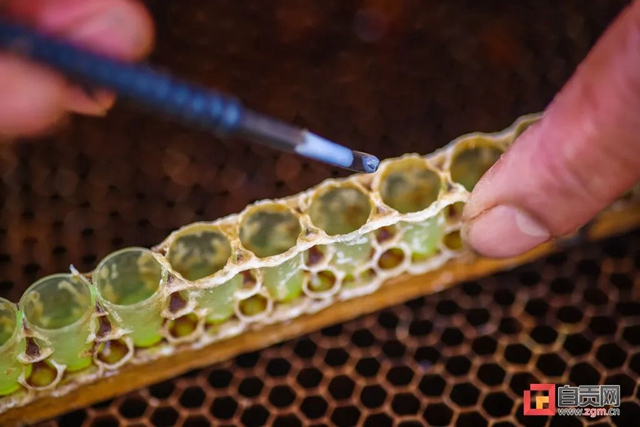 最近，“甜蜜蜜”的自贡引来不少特殊的客人！(图7)