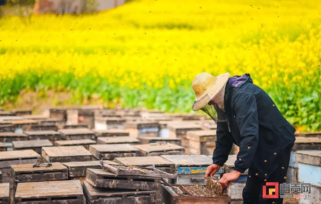 最近，“甜蜜蜜”的自贡引来不少特殊的客人！(图9)