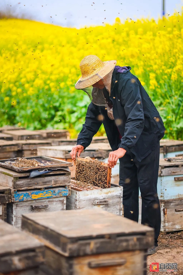 最近，“甜蜜蜜”的自贡引来不少特殊的客人！(图10)