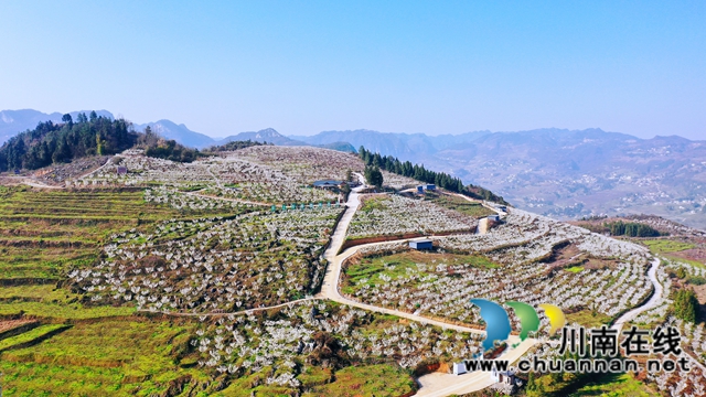 古蔺：千亩樱桃花盛开“堆云叠雪”(图3)