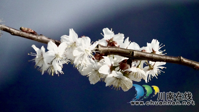 古蔺：千亩樱桃花盛开“堆云叠雪”(图12)