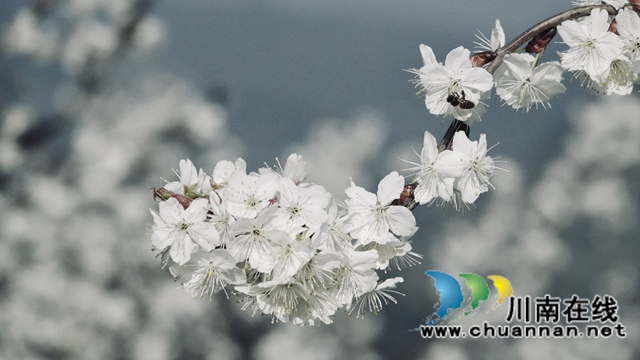 古蔺：千亩樱桃花盛开“堆云叠雪”(图7)