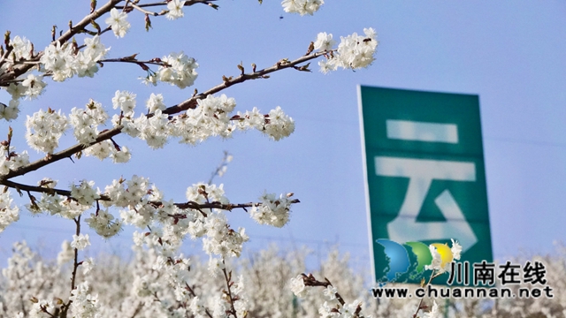 古蔺：千亩樱桃花盛开“堆云叠雪”(图10)