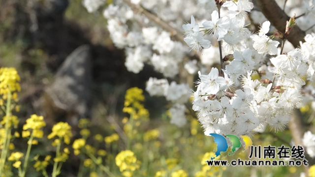 古蔺：千亩樱桃花盛开“堆云叠雪”(图9)