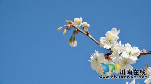 古蔺：千亩樱桃花盛开“堆云叠雪”(图8)