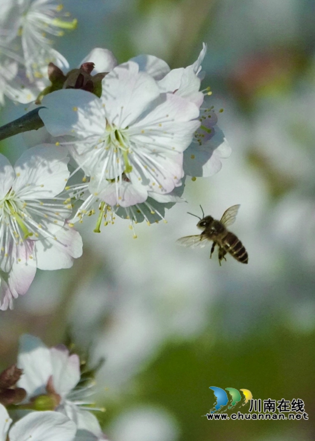 古蔺：千亩樱桃花盛开“堆云叠雪”(图15)